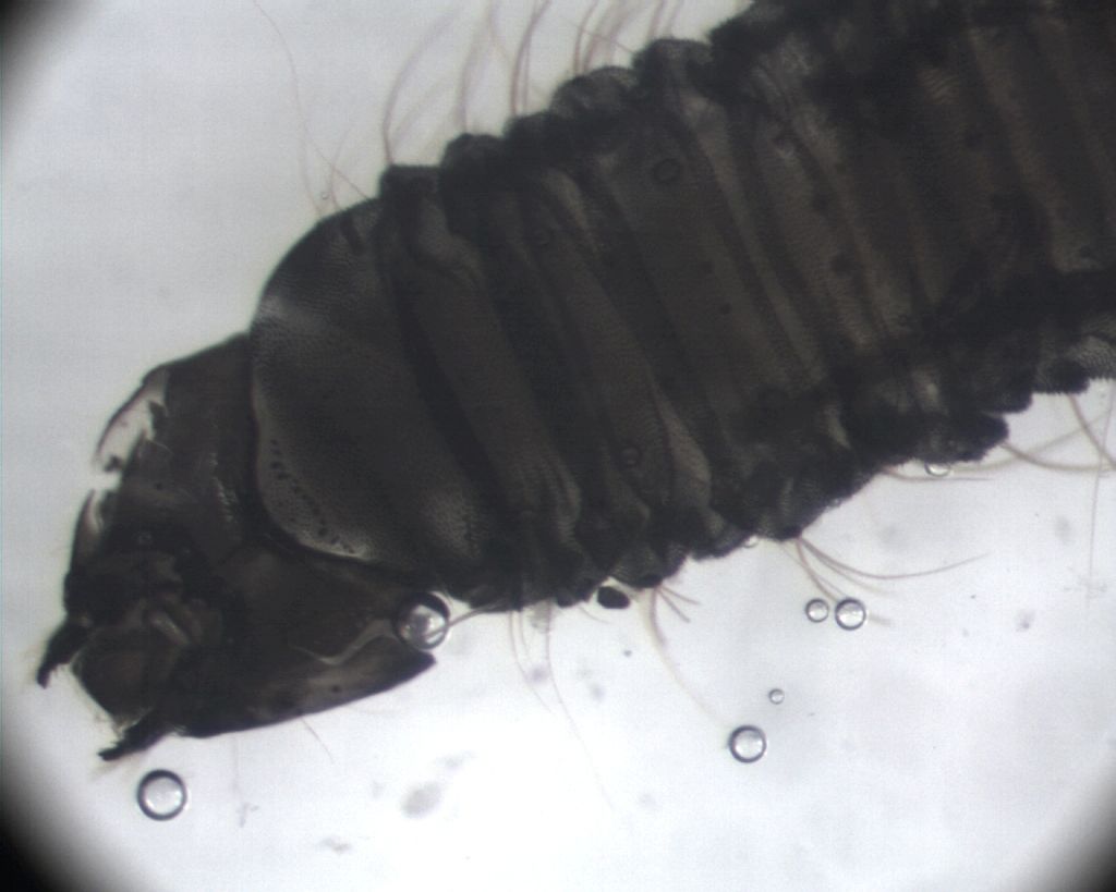 Larva